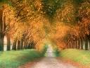 autumn-road.jpg